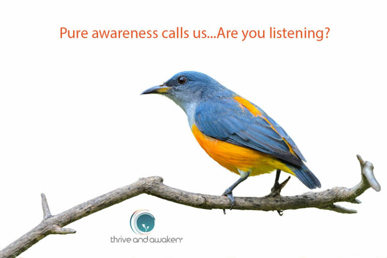 Blue jay on a branch. Quote from Doug: Pure awareness calls us..are you listening?